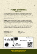 Tulipan 'Katinka'7 stk En dejlig, fyldt tulipan med store blomster i kølige toner af syren og gammelrosa. 