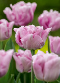 Tulipan 'Katinka'7 stk En dejlig, fyldt tulipan med store blomster i kølige toner af syren og gammelrosa. 