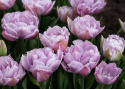 Tulipan 'Katinka'7 stk En dejlig, fyldt tulipan med store blomster i kølige toner af syren og gammelrosa. 