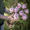 Tulipan 'Katinka'7 stk En dejlig, fyldt tulipan med store blomster i kølige toner af syren og gammelrosa. 