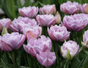 Tulipan 'Katinka'7 stk En dejlig, fyldt tulipan med store blomster i kølige toner af syren og gammelrosa. 