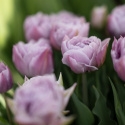 Tulipan 'Katinka'7 stk En dejlig, fyldt tulipan med store blomster i kølige toner af syren og gammelrosa. 