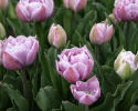 Tulipan 'Katinka'7 stk En dejlig, fyldt tulipan med store blomster i kølige toner af syren og gammelrosa. 