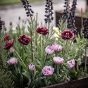 Tulipan 'Katinka'7 stk En dejlig, fyldt tulipan med store blomster i kølige toner af syren og gammelrosa. 