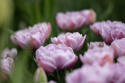 Tulipan 'Katinka'7 stk En dejlig, fyldt tulipan med store blomster i kølige toner af syren og gammelrosa. 