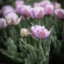 Tulipan 'Katinka'7 stk En dejlig, fyldt tulipan med store blomster i kølige toner af syren og gammelrosa. 