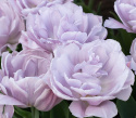 Tulipan 'Katinka'7 stk En dejlig, fyldt tulipan med store blomster i kølige toner af syren og gammelrosa. 