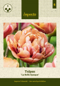 Tulipan 'La Belle Epoque' 5 stk.