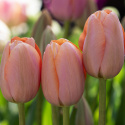 Tulipan 'Menton' 10 stk. Meget store, enkle blomster med fortryllende skift af pastellyserøde nuancer og blødt laksefarvede kanter.