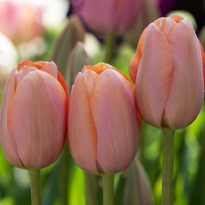 Tulipan 'Menton' 10 stk. Meget store, enkle blomster med fortryllende skift af pastellyserøde nuancer og blødt laksefarvede kanter.