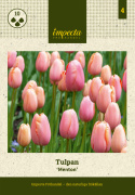 Tulipan 'Menton' 10 stk. Meget store, enkle blomster med fortryllende skift af pastellyserøde nuancer og blødt laksefarvede kanter.