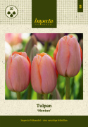 Tulipan 'Menton' 10 stk. Meget store, enkle blomster med fortryllende skift af pastellyserøde nuancer og blødt laksefarvede kanter.