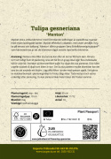 Tulipan 'Menton' 10 stk. Meget store, enkle blomster med fortryllende skift af pastellyserøde nuancer og blødt laksefarvede kanter.