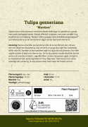 Tulipan 'Menton' 10 stk. Meget store, enkle blomster med fortryllende skift af pastellyserøde nuancer og blødt laksefarvede kanter.