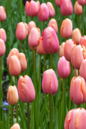 Tulipan 'Menton' 10 stk. Meget store, enkle blomster med fortryllende skift af pastellyserøde nuancer og blødt laksefarvede kanter.