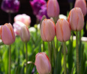 Tulipan 'Menton' 10 stk. Meget store, enkle blomster med fortryllende skift af pastellyserøde nuancer og blødt laksefarvede kanter.