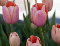 Tulipan 'Menton' 10 stk. Meget store, enkle blomster med fortryllende skift af pastellyserøde nuancer og blødt laksefarvede kanter.