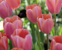 Tulipan 'Menton' 10 stk. Meget store, enkle blomster med fortryllende skift af pastellyserøde nuancer og blødt laksefarvede kanter.
