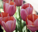 Tulipan 'Menton' 10 stk. Meget store, enkle blomster med fortryllende skift af pastellyserøde nuancer og blødt laksefarvede kanter.