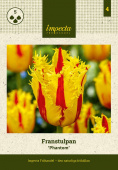 Frynset tulipan 'Phantom' 5 stk.