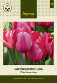 Darwin-hybridtulipan 'Pink Impression' 10 stk
