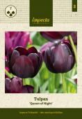 Tulipan 'Queen of Night' 7 stk.