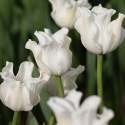 Havetulipan 'White Liberstar' 5 stk. Passer perfekt ind i blomsterbedet men er også god i krukker på altan og terrasse.