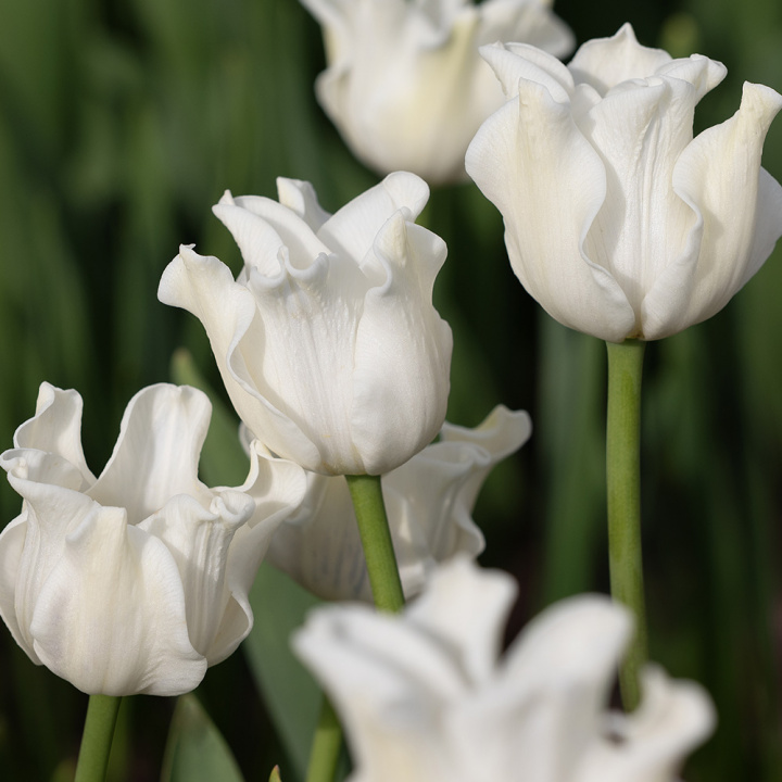 Havetulipan 'White Liberstar' 5 stk. Passer perfekt ind i blomsterbedet men er også god i krukker på altan og terrasse.