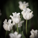Havetulipan 'White Liberstar' 5 stk. Passer perfekt ind i blomsterbedet men er også god i krukker på altan og terrasse.