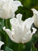 Havetulipan 'White Liberstar' 5 stk. Passer perfekt ind i blomsterbedet men er også god i krukker på altan og terrasse.