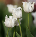 Havetulipan 'White Liberstar' 5 stk. Passer perfekt ind i blomsterbedet men er også god i krukker på altan og terrasse.
