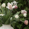 Havetulipan 'White Liberstar' 5 stk. Passer perfekt ind i blomsterbedet men er også god i krukker på altan og terrasse.