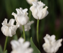 Havetulipan 'White Liberstar' 5 stk. Passer perfekt ind i blomsterbedet men er også god i krukker på altan og terrasse.