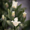 Havetulipan 'White Liberstar' 5 stk. Passer perfekt ind i blomsterbedet men er også god i krukker på altan og terrasse.