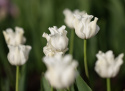 Havetulipan 'White Liberstar' 5 stk. Passer perfekt ind i blomsterbedet men er også god i krukker på altan og terrasse.