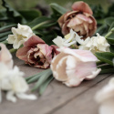 Havetulipan 'White Liberstar' 5 stk. Passer perfekt ind i blomsterbedet men er også god i krukker på altan og terrasse.