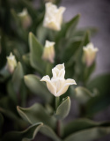 Havetulipan 'White Liberstar' 5 stk. Passer perfekt ind i blomsterbedet men er også god i krukker på altan og terrasse.
