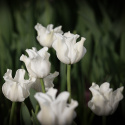 Havetulipan 'White Liberstar' 5 stk. Passer perfekt ind i blomsterbedet men er også god i krukker på altan og terrasse.