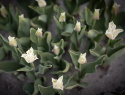 Havetulipan 'White Liberstar' 5 stk. Passer perfekt ind i blomsterbedet men er også god i krukker på altan og terrasse.