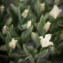 Havetulipan 'White Liberstar' 5 stk. Passer perfekt ind i blomsterbedet men er også god i krukker på altan og terrasse.