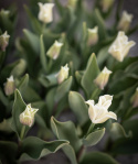 Havetulipan 'White Liberstar' 5 stk. Passer perfekt ind i blomsterbedet men er også god i krukker på altan og terrasse.