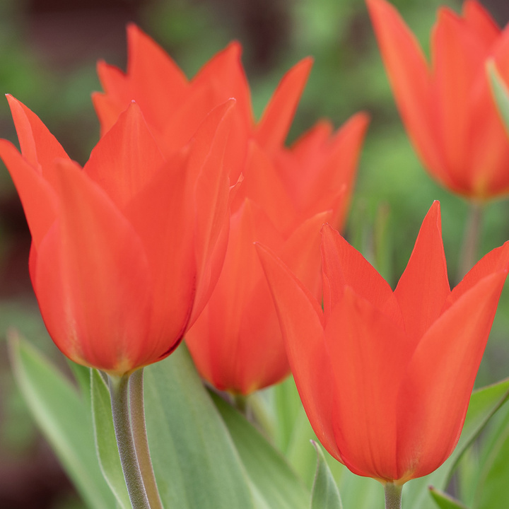 Anemone-tulipan 'Zwanenburg', varmt røde blomster, flere stykker på hver stilk.