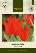 Anemone-tulipan  'Zwanenburg', varmt røde blomster, flere stykker på hver stilk.