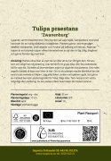 Anemone-tulipan  'Zwanenburg', varmt røde blomster, flere stykker på hver stilk.