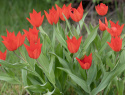 Anemone-tulipan  'Zwanenburg', varmt røde blomster, flere stykker på hver stilk.