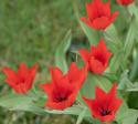 Anemone-tulipan  'Zwanenburg', varmt røde blomster, flere stykker på hver stilk.