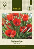 Bokhara-tulipan 'Red Hunter' 7 stk.
