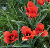 Bokhara-tulipan 'Red Hunter' 7 stk.