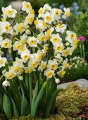 Toblomstret narcis 'Avalanche'  5 stk. Rigt blomstrende narcis som får duftende, cremehvide blomster med en lille, solgul trompet.