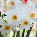 Toblomstret narcis 'Geranium'  5 stk. En herligt velduftende hvid narcis med gulorange trompet. 